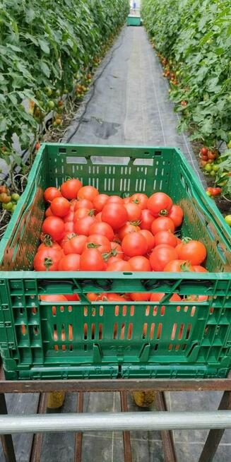 praca w Belgii zbiory sadzenie warzywa praca legalna