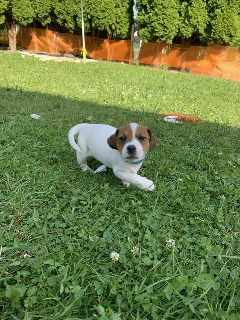 Jack Russel terrier
