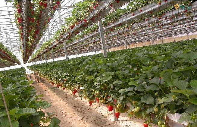 Praca za granicą Belgia sezonowa zbiory sadzenie