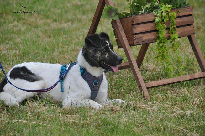 Tessa - nieśmiała, młoda sunia