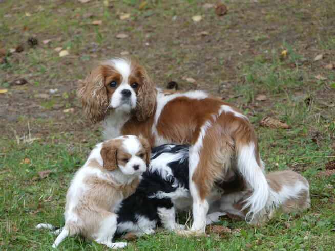 Piesek Cavalier King Charles Spaniel ZKwP /FCI/