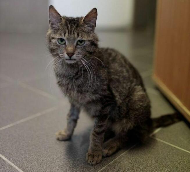 Dakar - radosny i miziasty