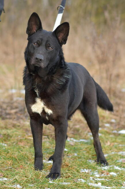 Cola - psiak radosny i energiczny
