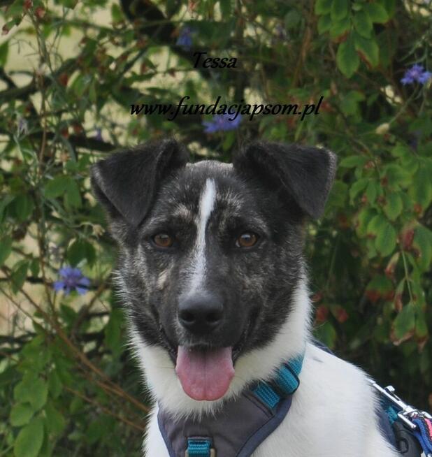 Tessa - nieśmiała, młoda sunia