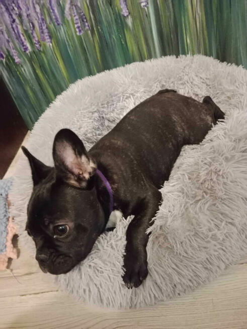 Buldog Francuski Kujawsko Pomorskie