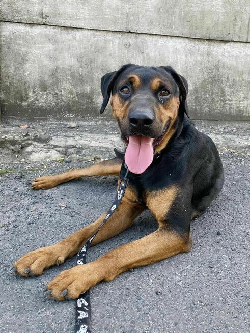 Apollo młody pies w typ gończego polskiego do adopcji Kalisz