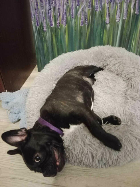 Buldog Francuski Kujawsko Pomorskie