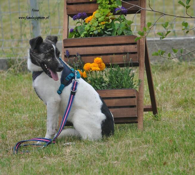 Tessa - nieśmiała, młoda sunia