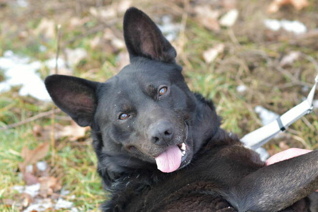 Cola - psiak radosny i energiczny