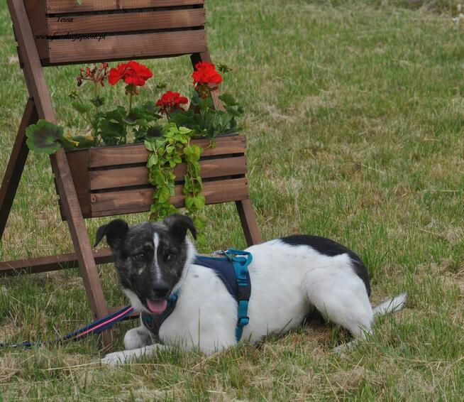 Tessa - nieśmiała, młoda sunia