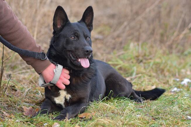 Cola - psiak radosny i energiczny