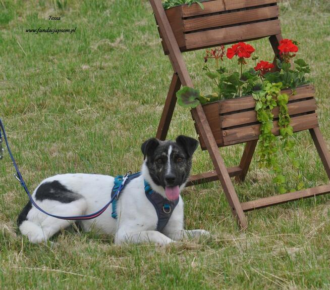 Tessa - nieśmiała, młoda sunia