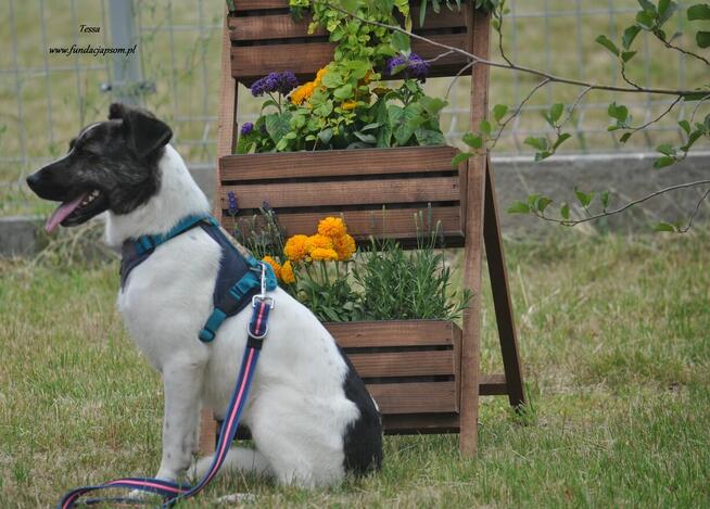 Tessa - nieśmiała, młoda sunia