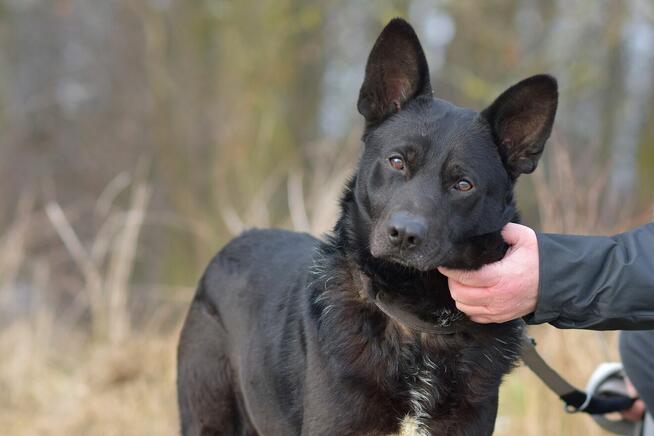 Cola - psiak radosny i energiczny