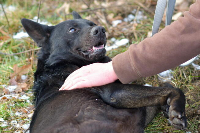 Cola - psiak radosny i energiczny