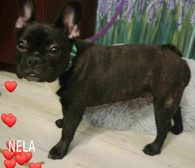 Buldog Francuski Kujawsko Pomorskie