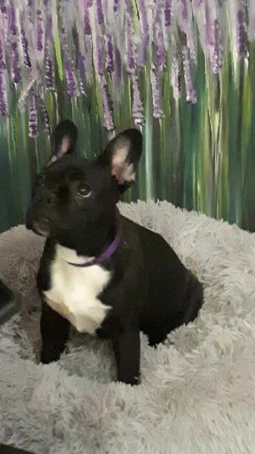 Buldog Francuski Kujawsko Pomorskie