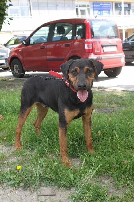 Apollo młody pies w typ gończego polskiego do adopcji Kalisz