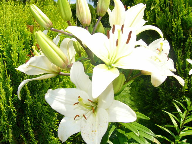 Sprzedam działkę w Połomii 19km od Rzeszowa 50 arów tanio