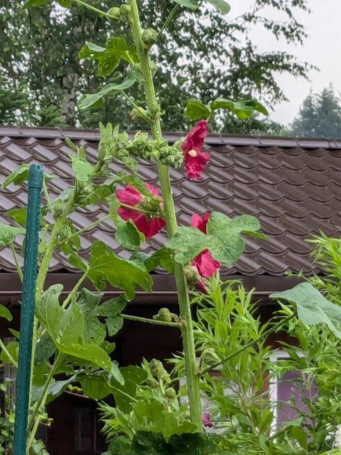 Malwa czarna i kolory jadalna nasiona