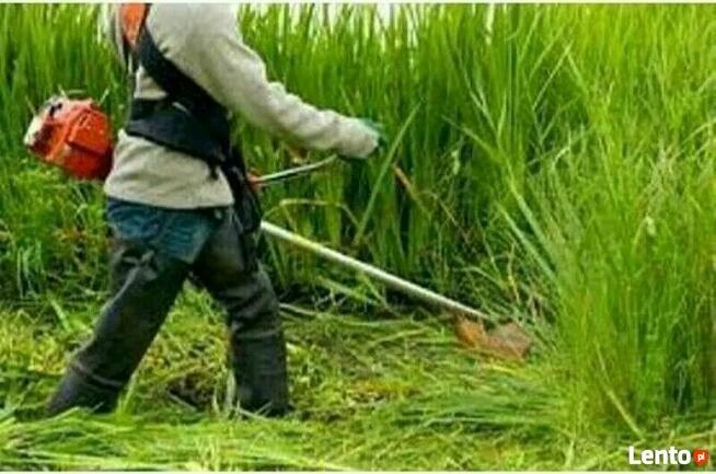 Koszenie trawy , kosiarka bijakowa ,rębak mielarka