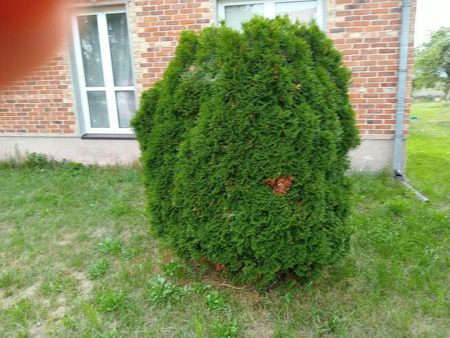 Dom na sprzedaż Anusin gm Siemiatycze