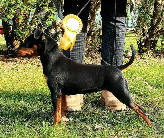 Pinczer Miniaturowy DOROSŁA suczka Ch.PL, Mł.Ch.PL, W-wa