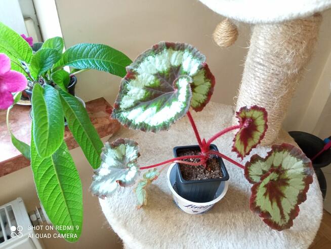 Piękny duży fiołek obficie kwitnący i ...