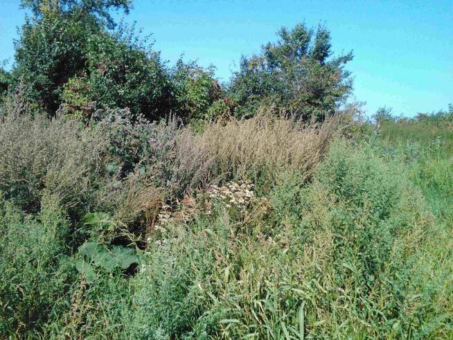 Sprzedam działkę z dobrym dostępem do drogi asfaltowej