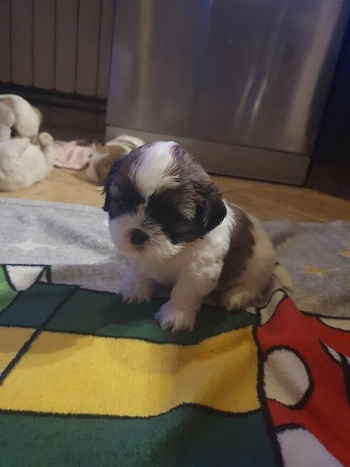 Shih tzu TRICOLOR