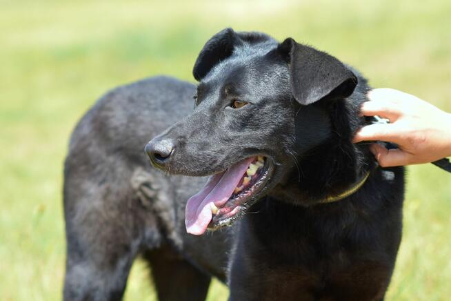 Vito - duży psiak potrzebujący spokoju