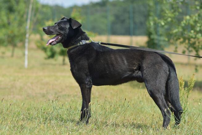 Vito - duży psiak potrzebujący spokoju