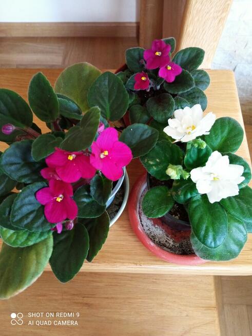 A może żyworódkę lub...