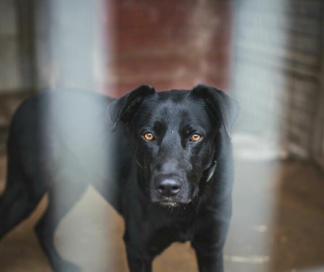 Vito - duży psiak potrzebujący spokoju