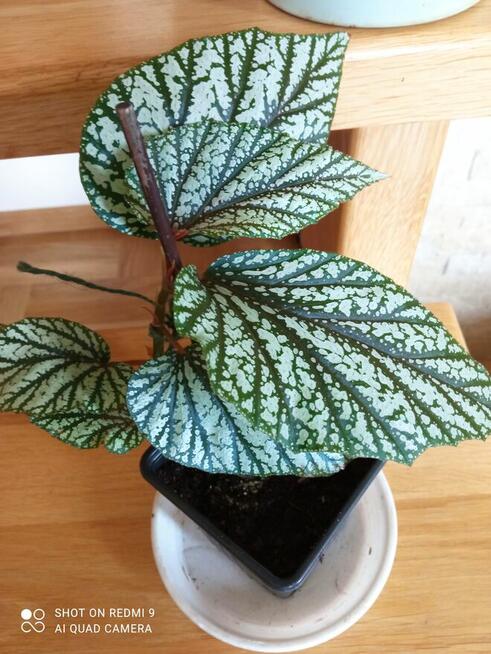 A może żyworódkę lub...