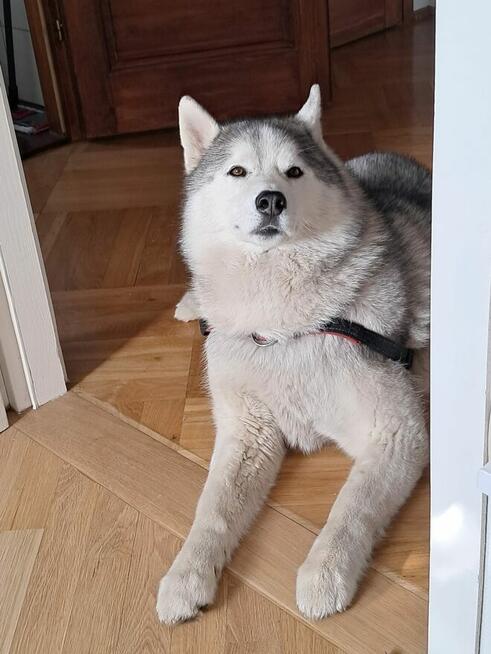 Zaginął pies Siberian Husky