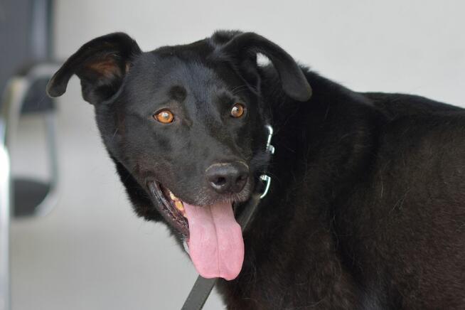 Vito - duży psiak potrzebujący spokoju