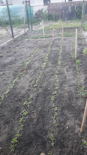 Sprzedam dom w Pułtusku