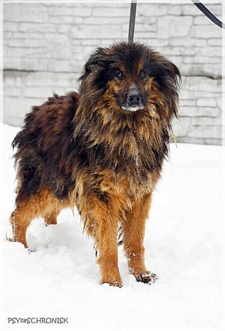 Edek - potrzebuje cierpliwego, doświadczonego opiekuna
