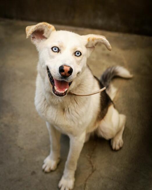 Zaszczepiony piesek czeka dom