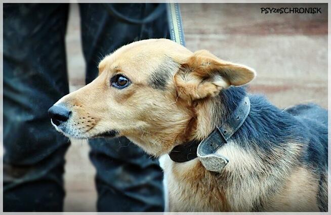 Zygmunt - on ma takie czułe serce