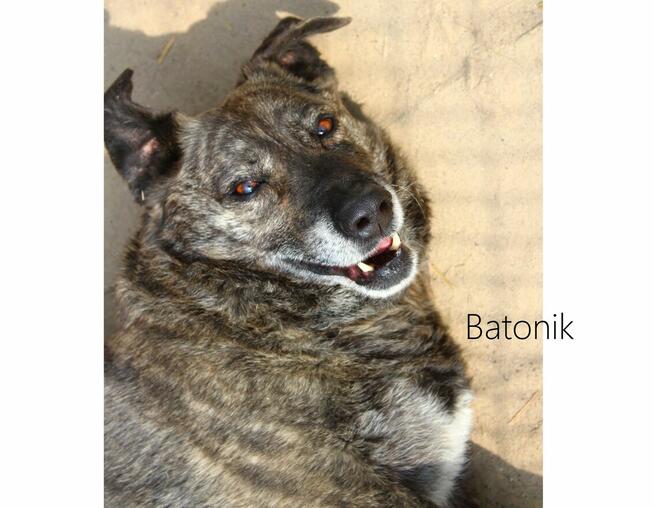 Batonik - wesoły, niskopodwoziowy pręgusek