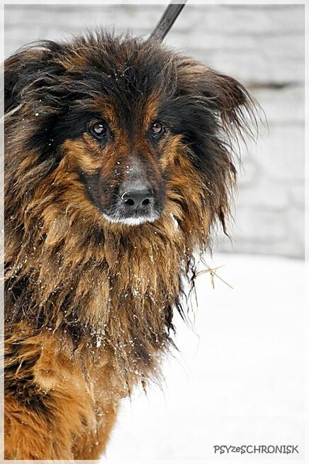 Edek - potrzebuje cierpliwego, doświadczonego opiekuna