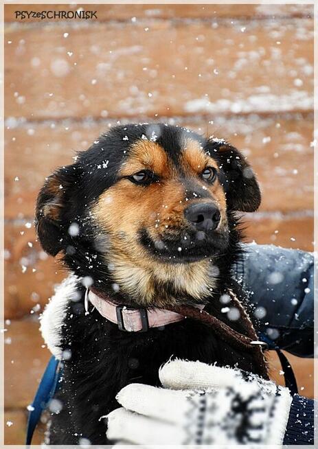 Zefir - odbił się od psiego dna