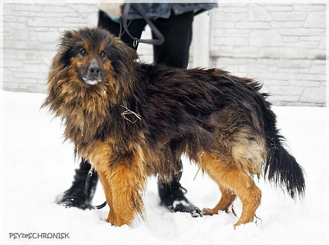 Edek - potrzebuje cierpliwego, doświadczonego opiekuna