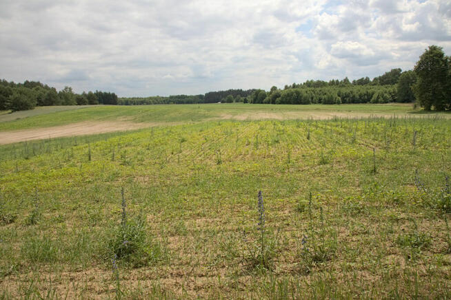 Duża działka pod zabudowę w Pogorzałkach