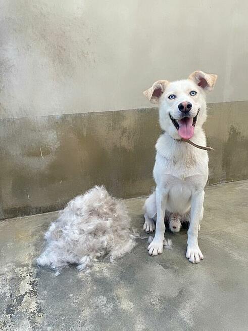 Zaszczepiony piesek czeka dom