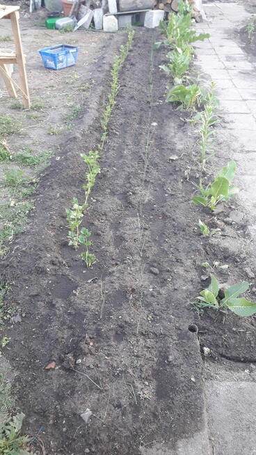 Sprzedam dom w Pułtusku