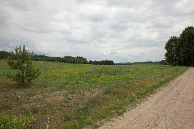 Duża nieruchomość gruntowa niezabudowana w Pogorzałkach.