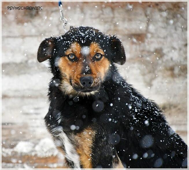 Zefir - odbił się od psiego dna